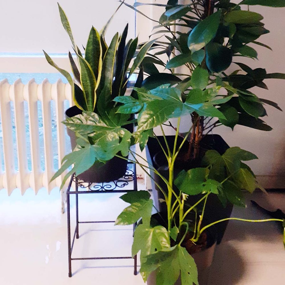 grote-kamer-planten
