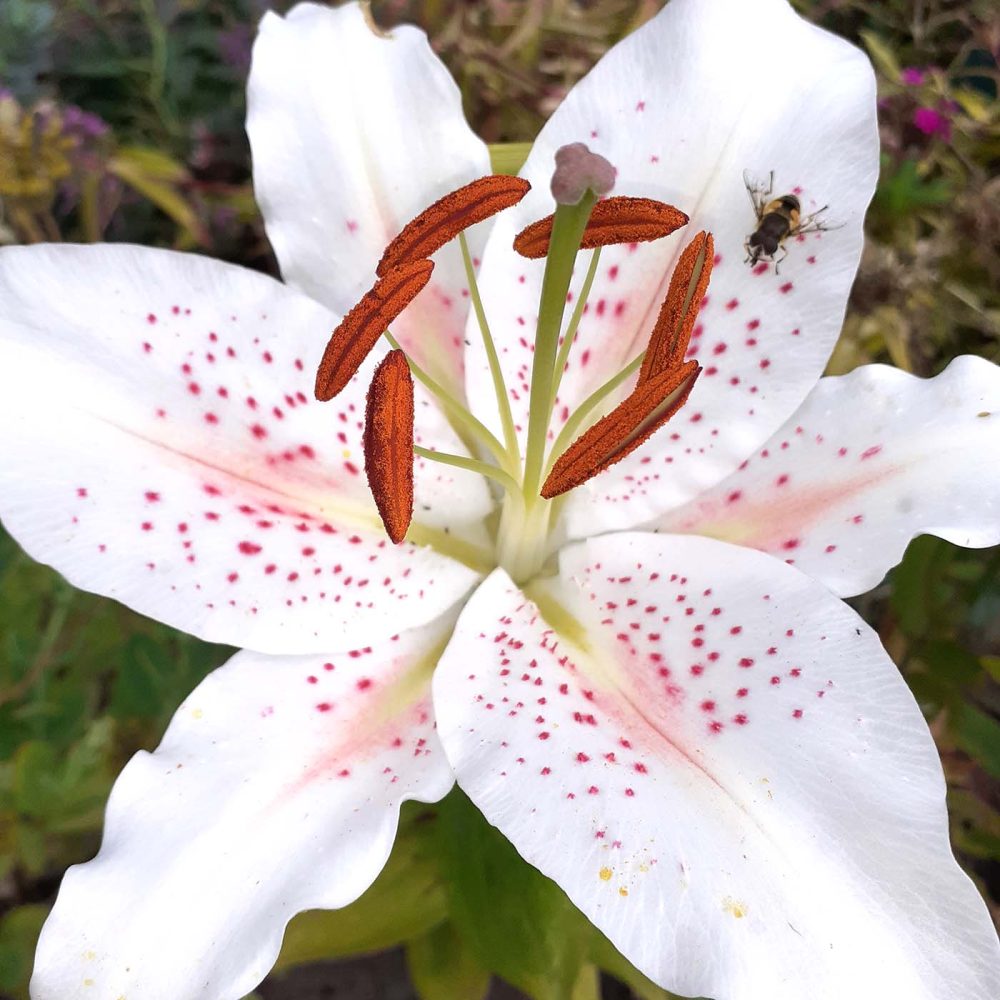 plantenpassie-biodiversiteit