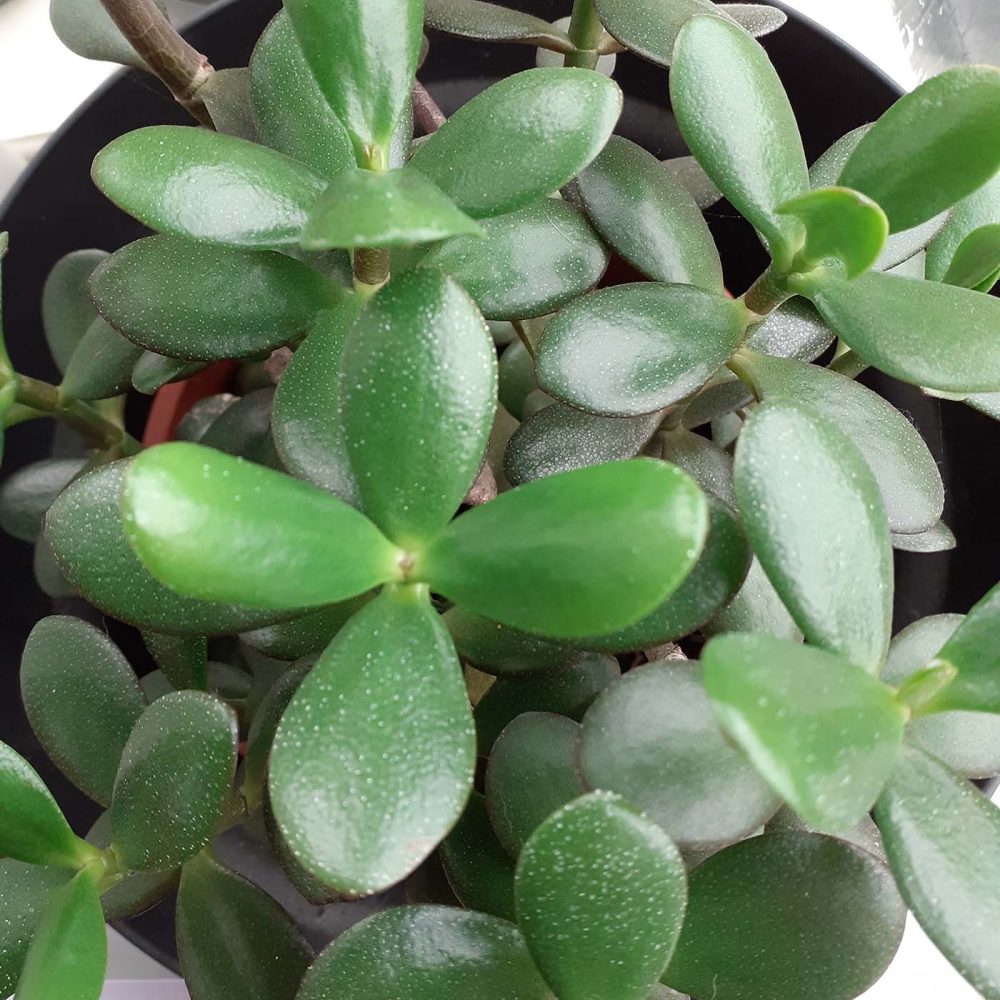 plantenpassie-kamerplant-binnenplant