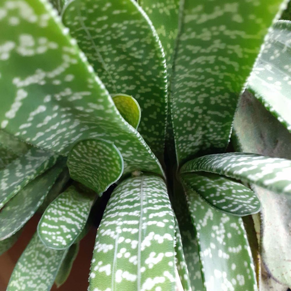 plantenpassie-kamerplant-binnenplanten-3