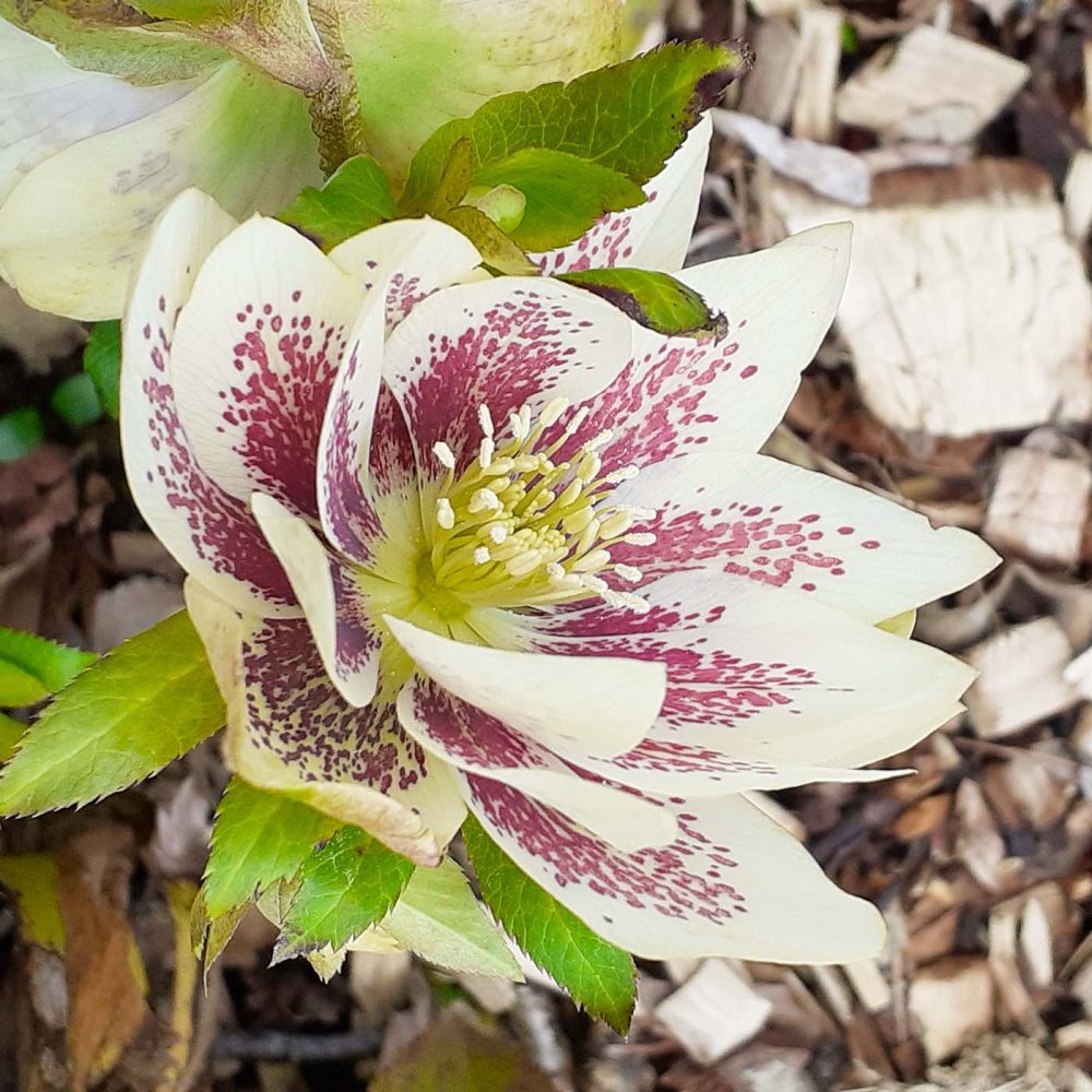 plantenpassie-tuinonderhoud-groene-tuin